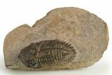 Detailed Metacanthina Trilobite - Lghaft, Morocco #310626-3